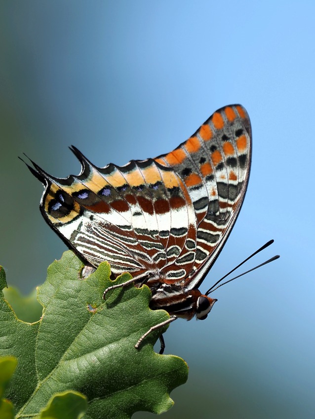 Charaxes jasus